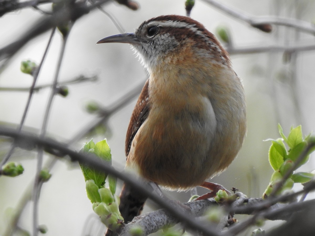 Carolina Wren - ML560758641