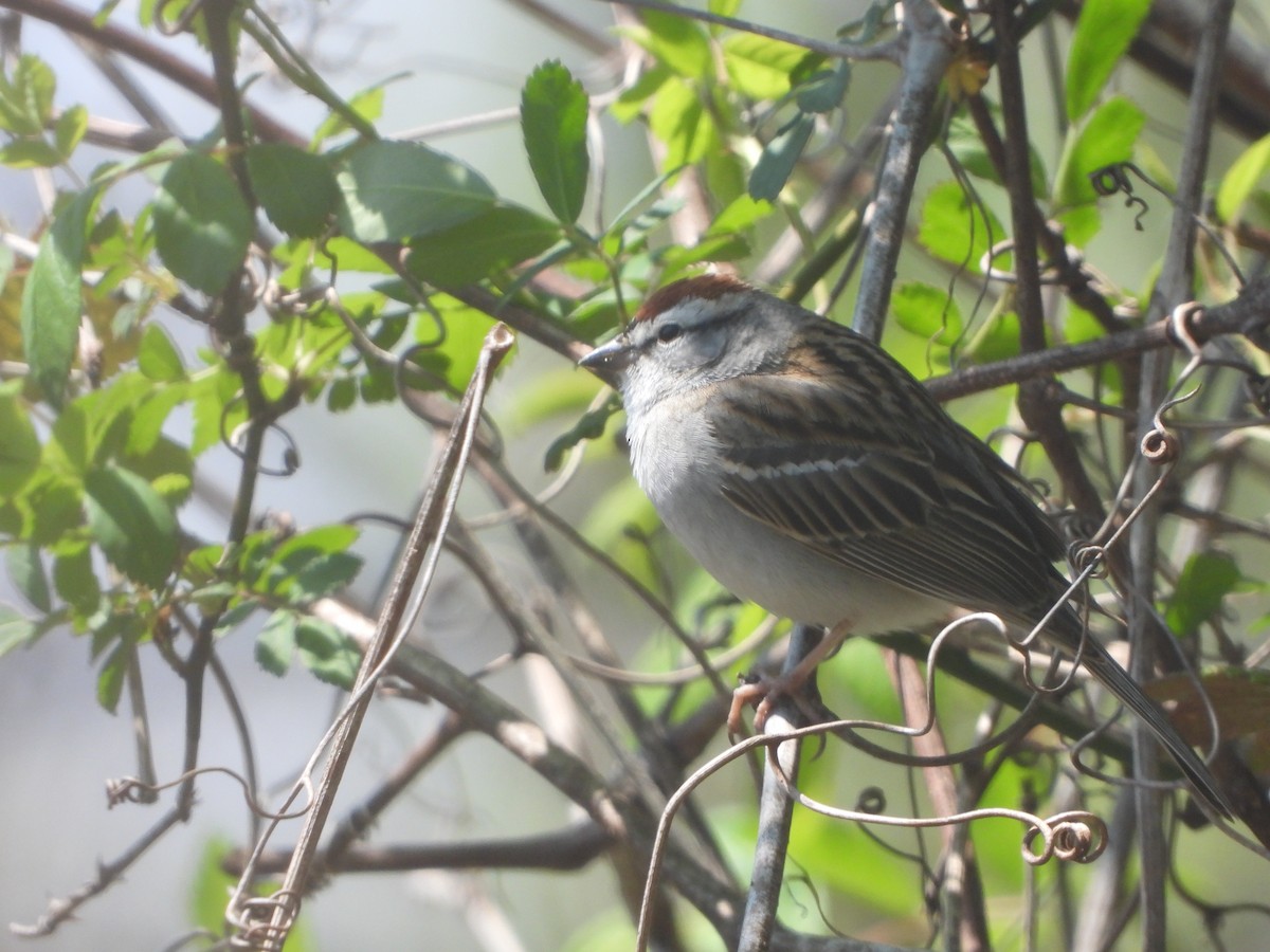 Chipping Sparrow - ML560760371