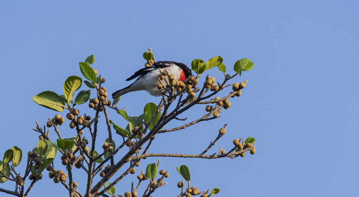 Rose-breasted Grosbeak - Rolando Tomas Pasos Pérez