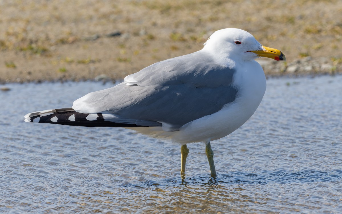 Gaviota Californiana - ML560760811