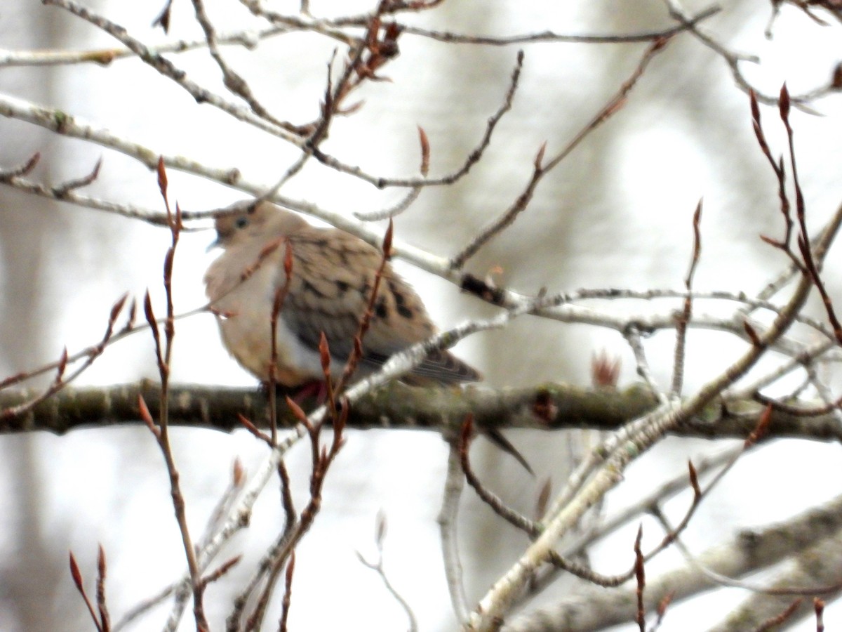 Mourning Dove - ML560761091