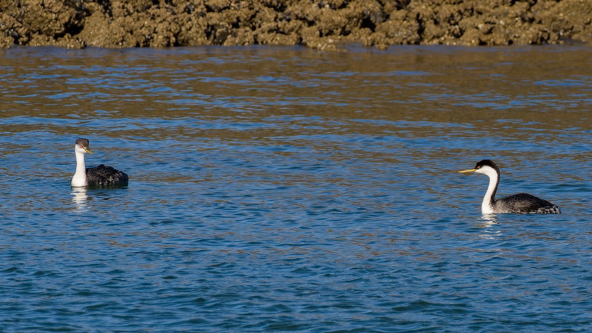 Western Grebe - ML560763031