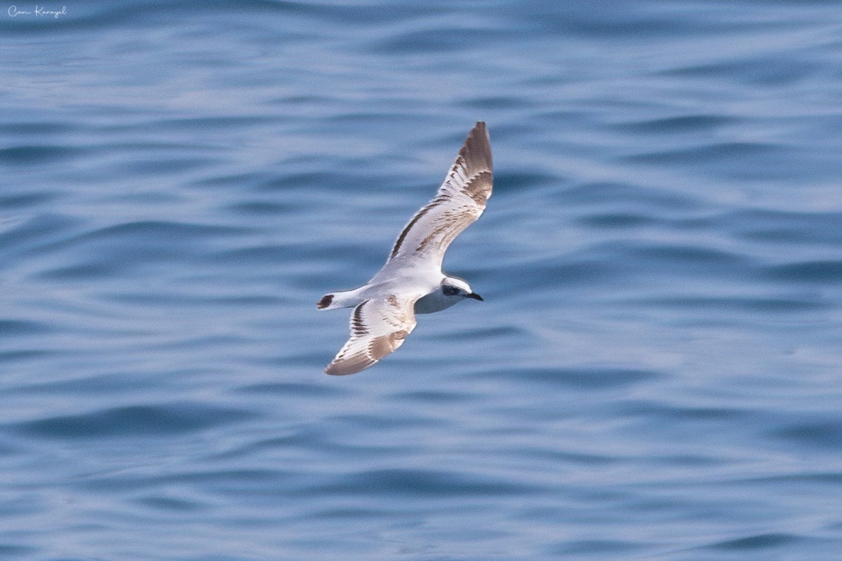 Mediterranean Gull - ML560764311