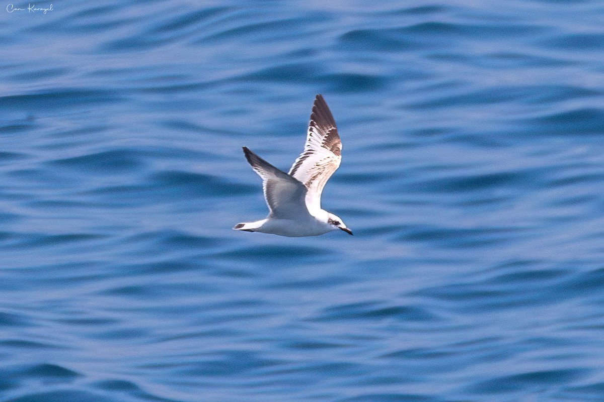 Mediterranean Gull - ML560764321
