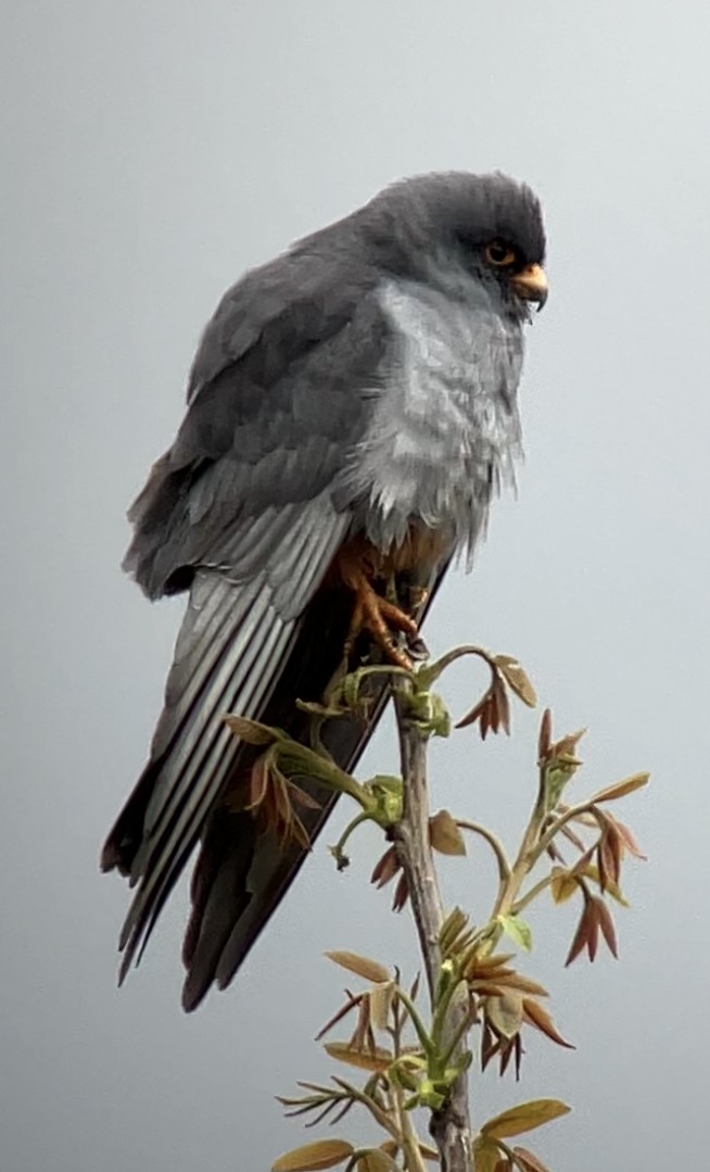 Red-footed Falcon - Benjamin Manz