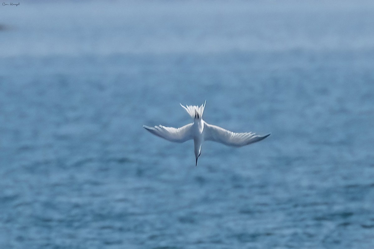 Sandwich Tern - ML560764471