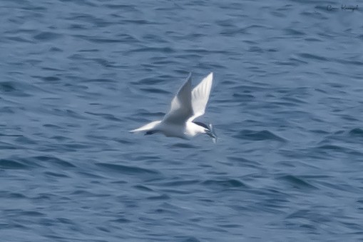 Sandwich Tern - ML560764611