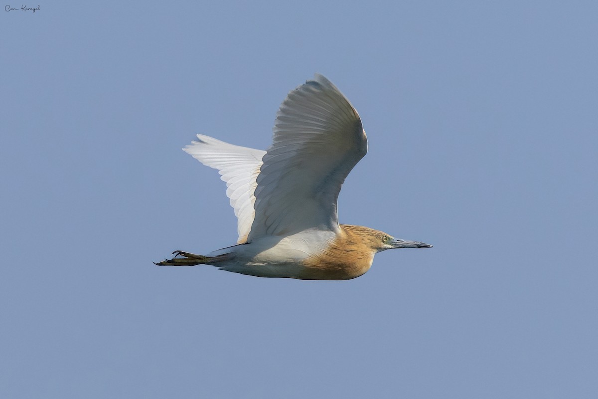 Squacco Heron - ML560764731