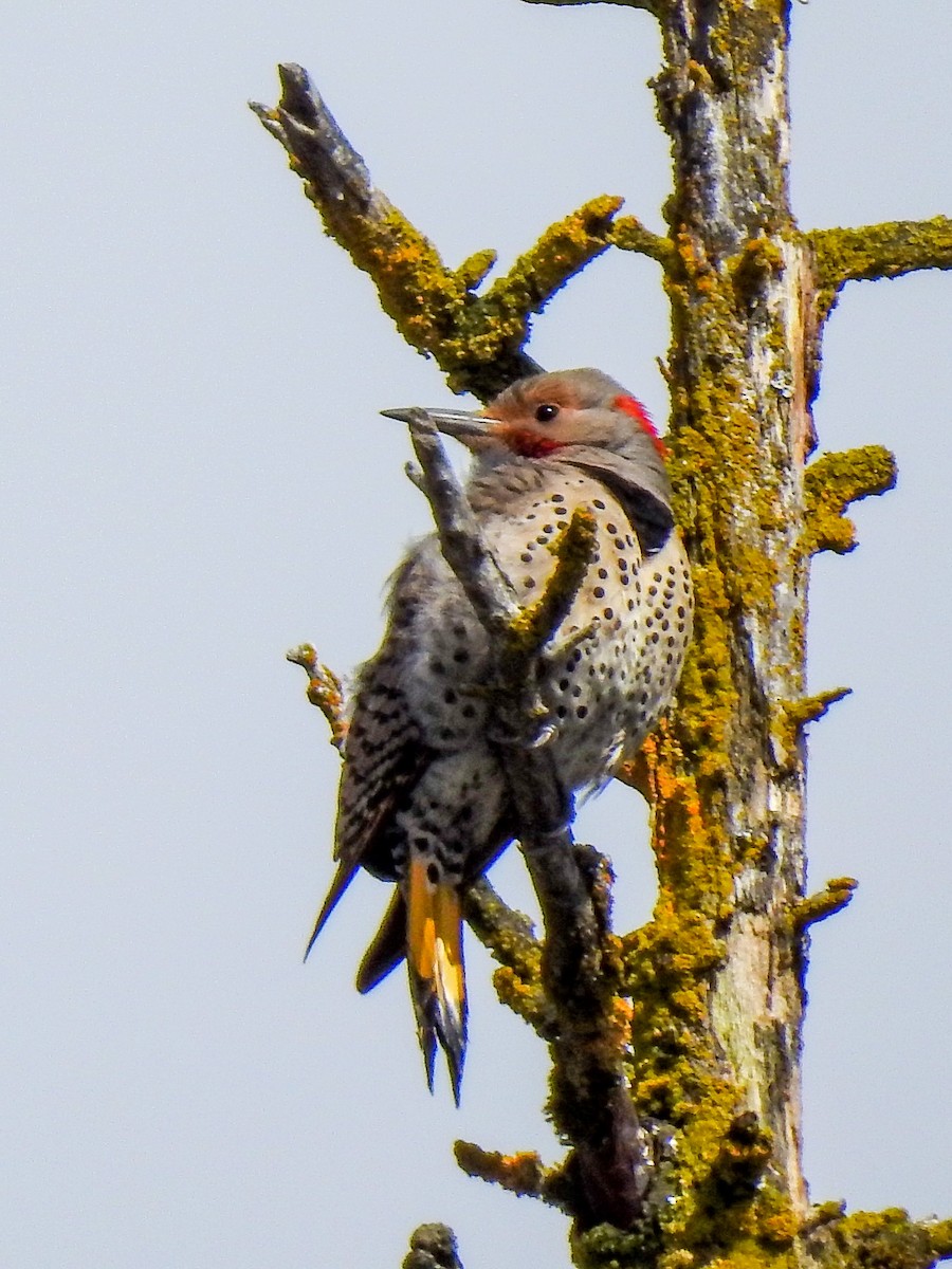 Northern Flicker (Yellow-shafted x Red-shafted) - ML560765401