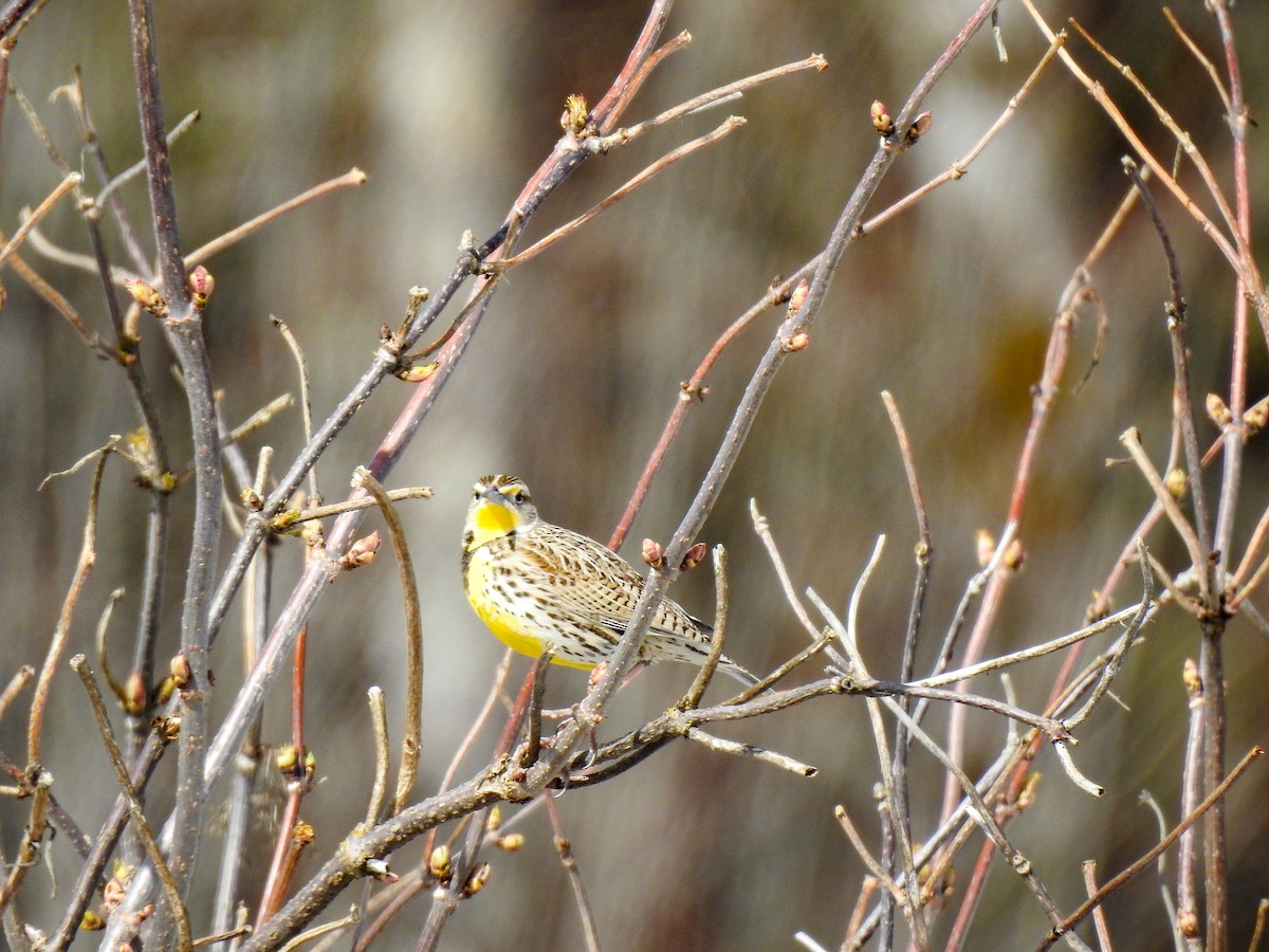 Western Meadowlark - ML560765571