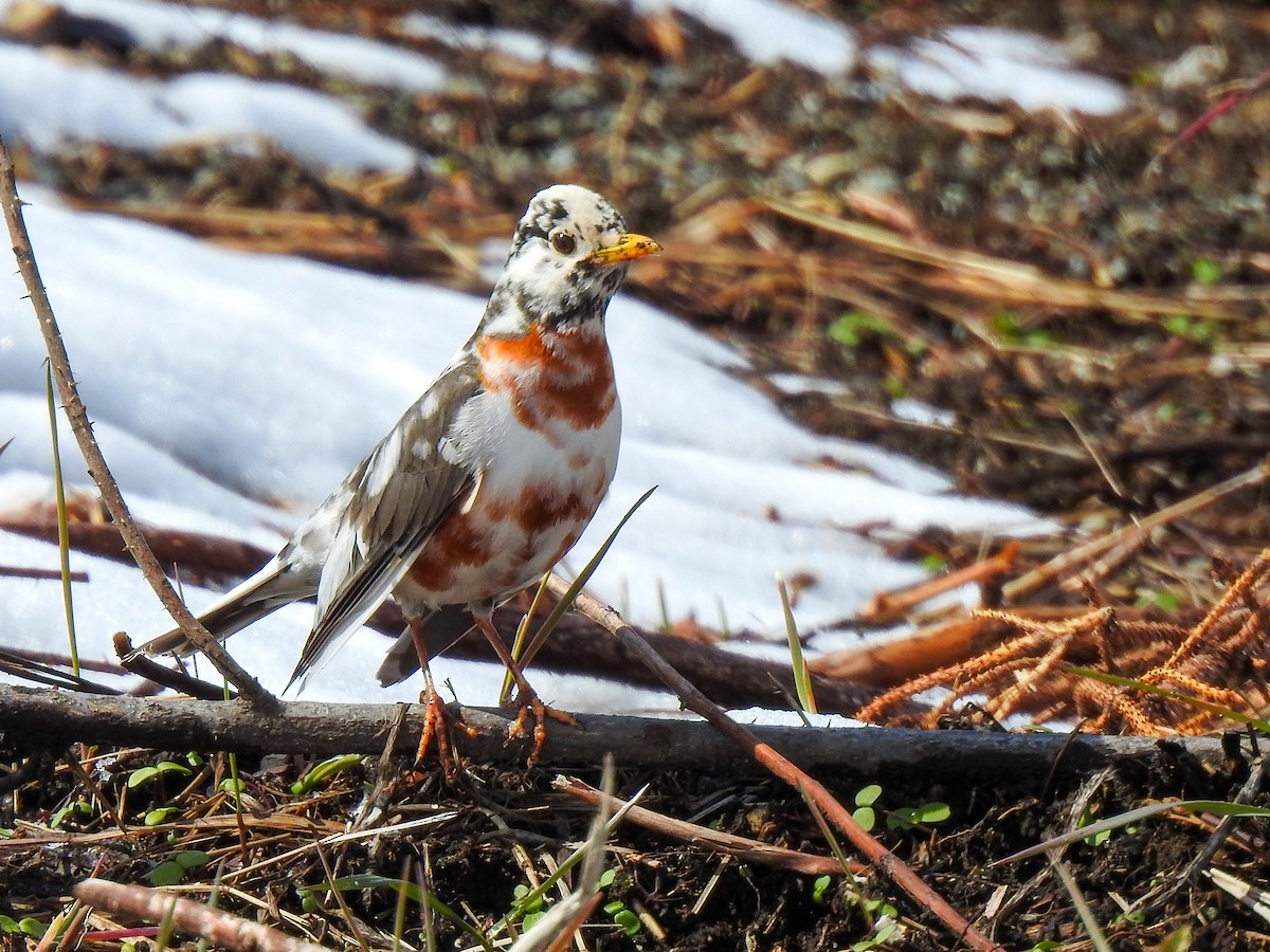 American Robin - ML560765601