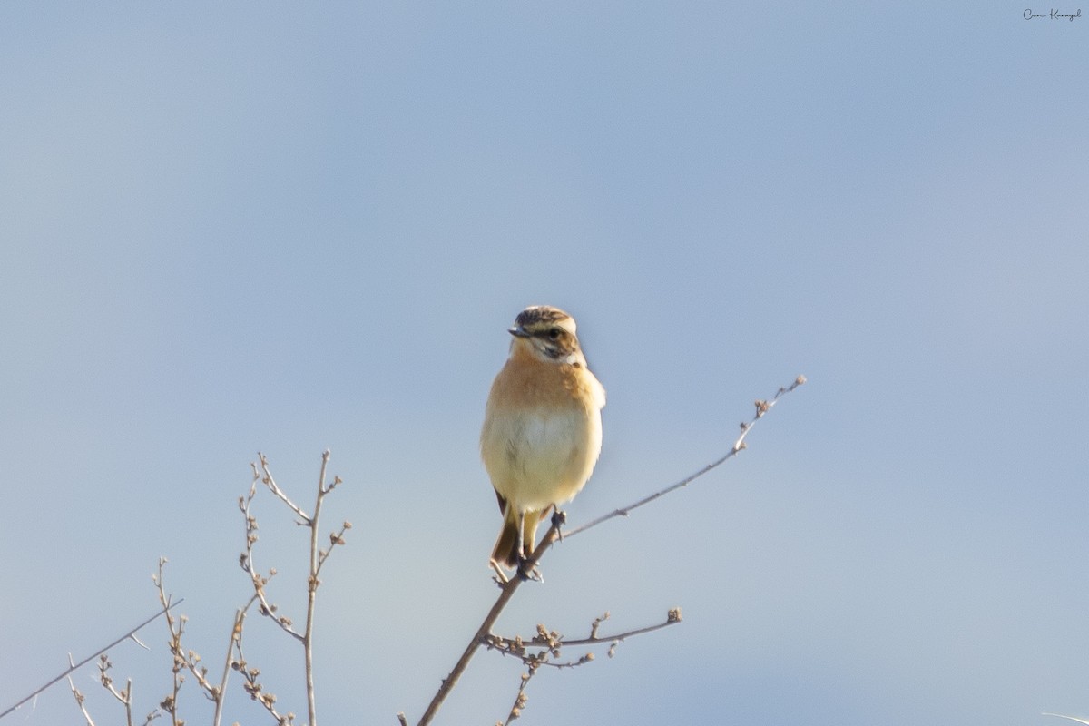 Whinchat - ML560767721