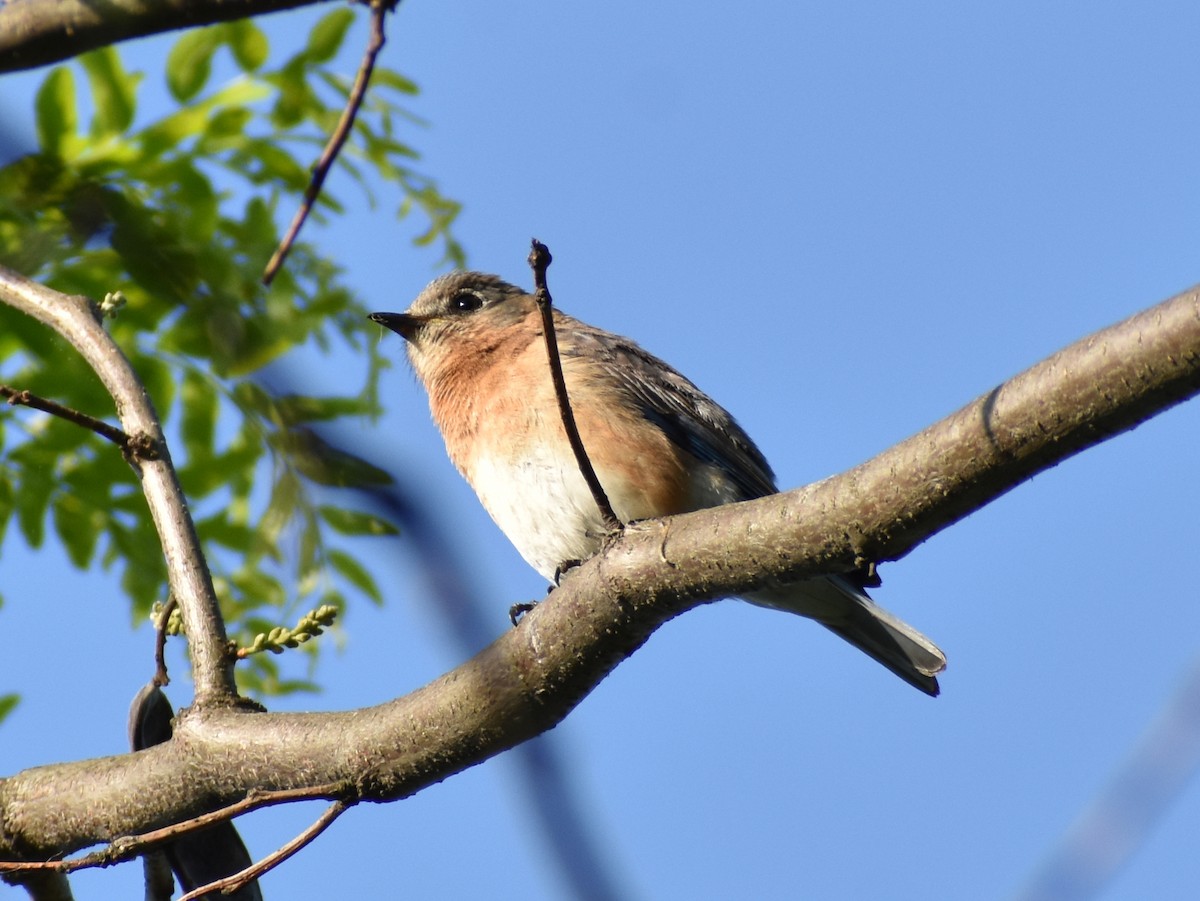 Eastern Bluebird - ML560768121