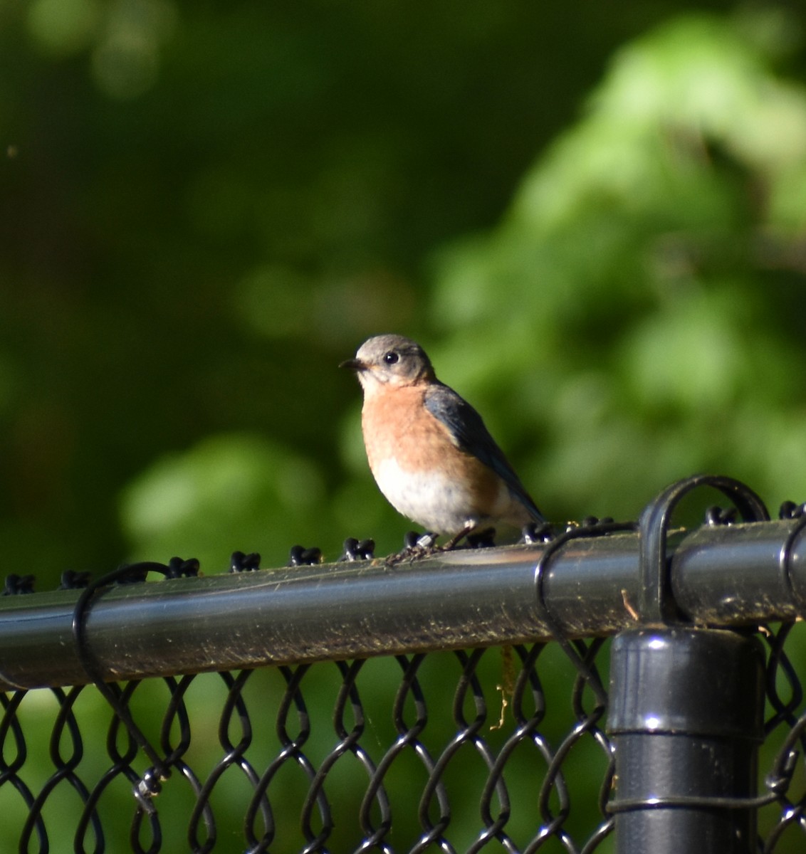 Eastern Bluebird - ML560768181