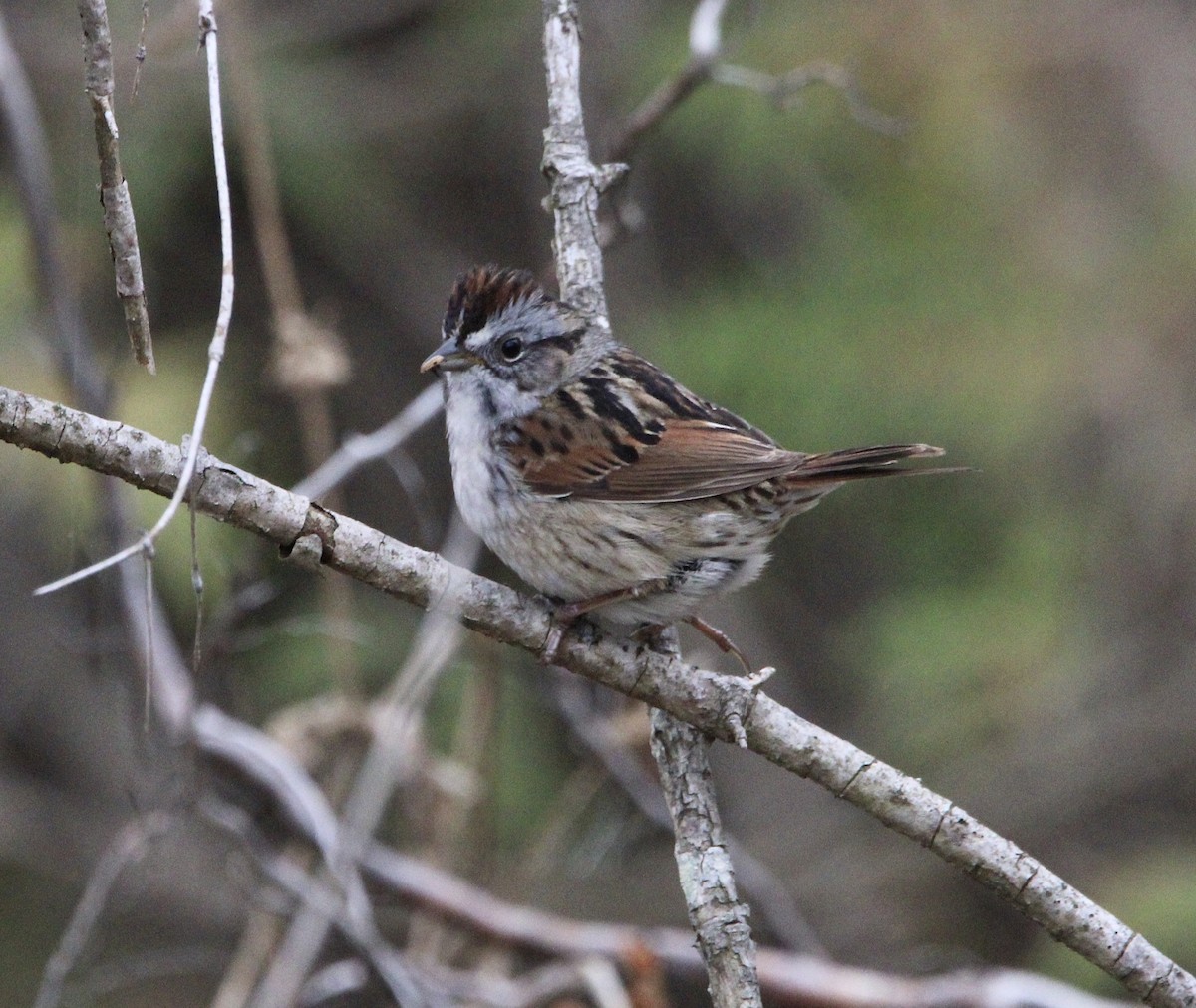 Swamp Sparrow - ML560768201