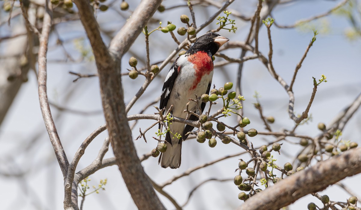 Rose-breasted Grosbeak - ML560769581