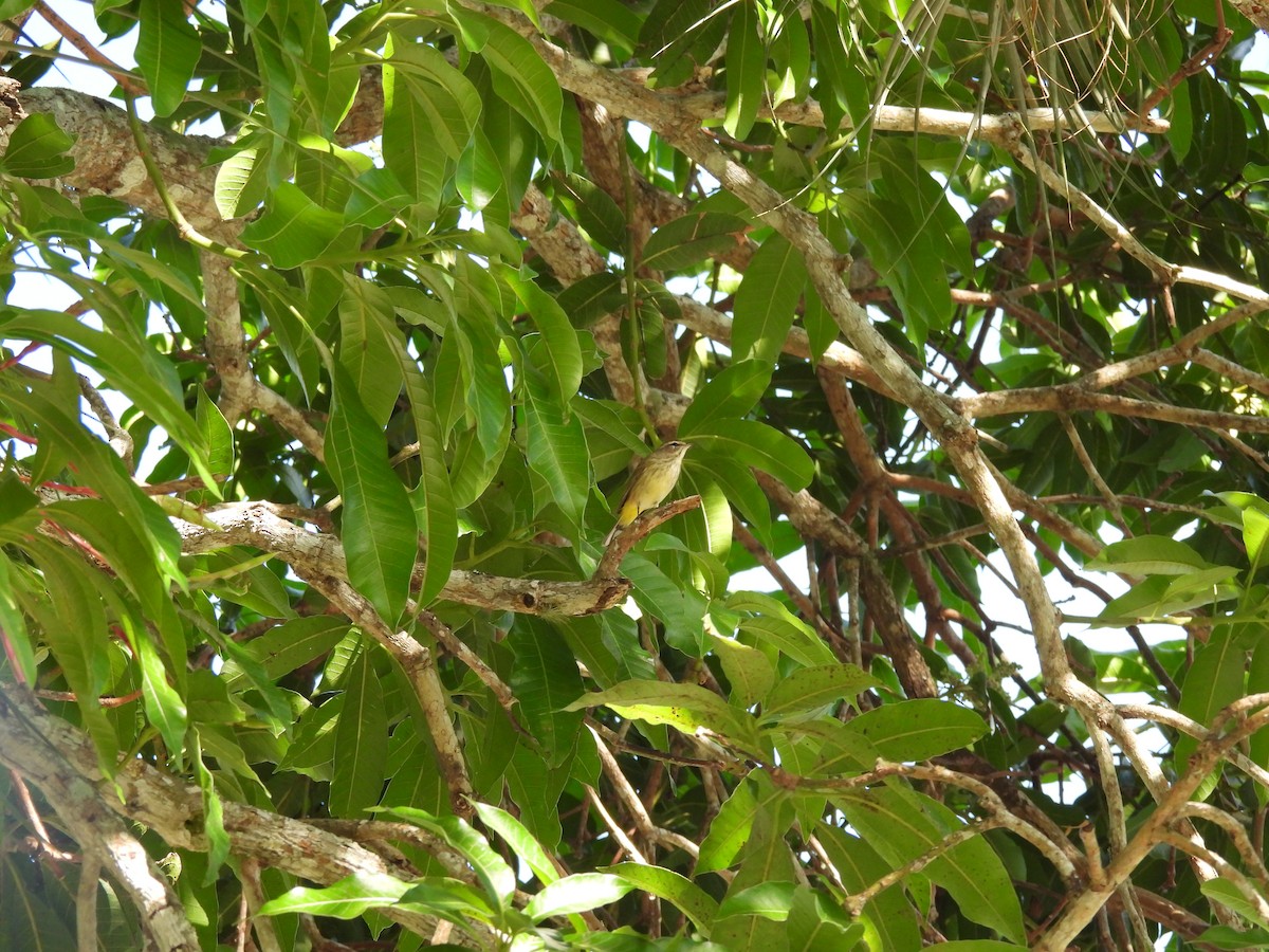 Palm Warbler - ML560769631