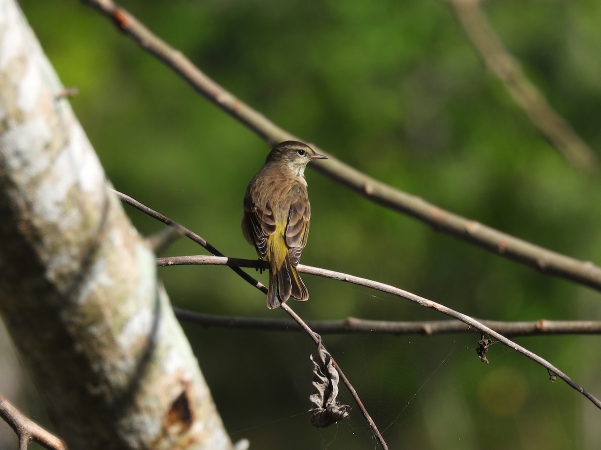 Palm Warbler - ML560770771