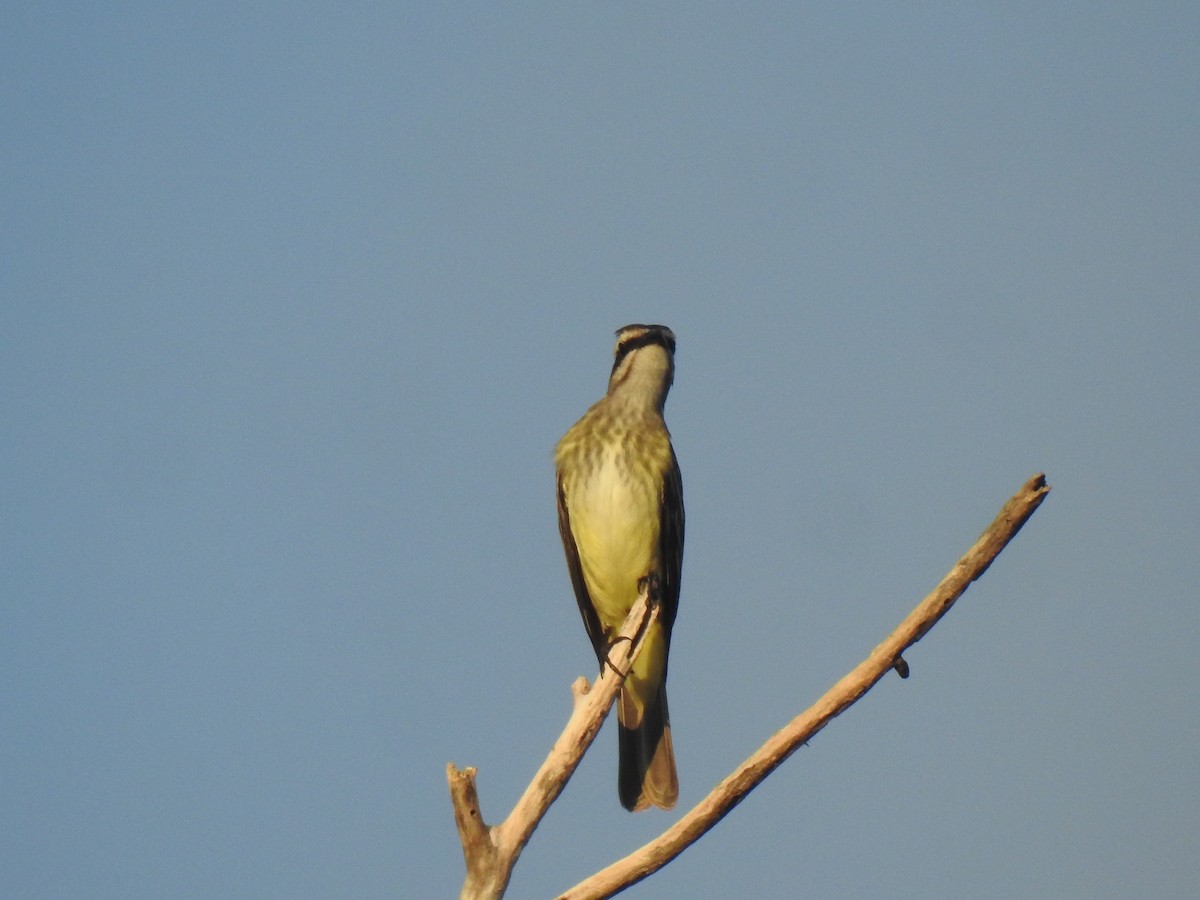 Piratic Flycatcher - ML560771201