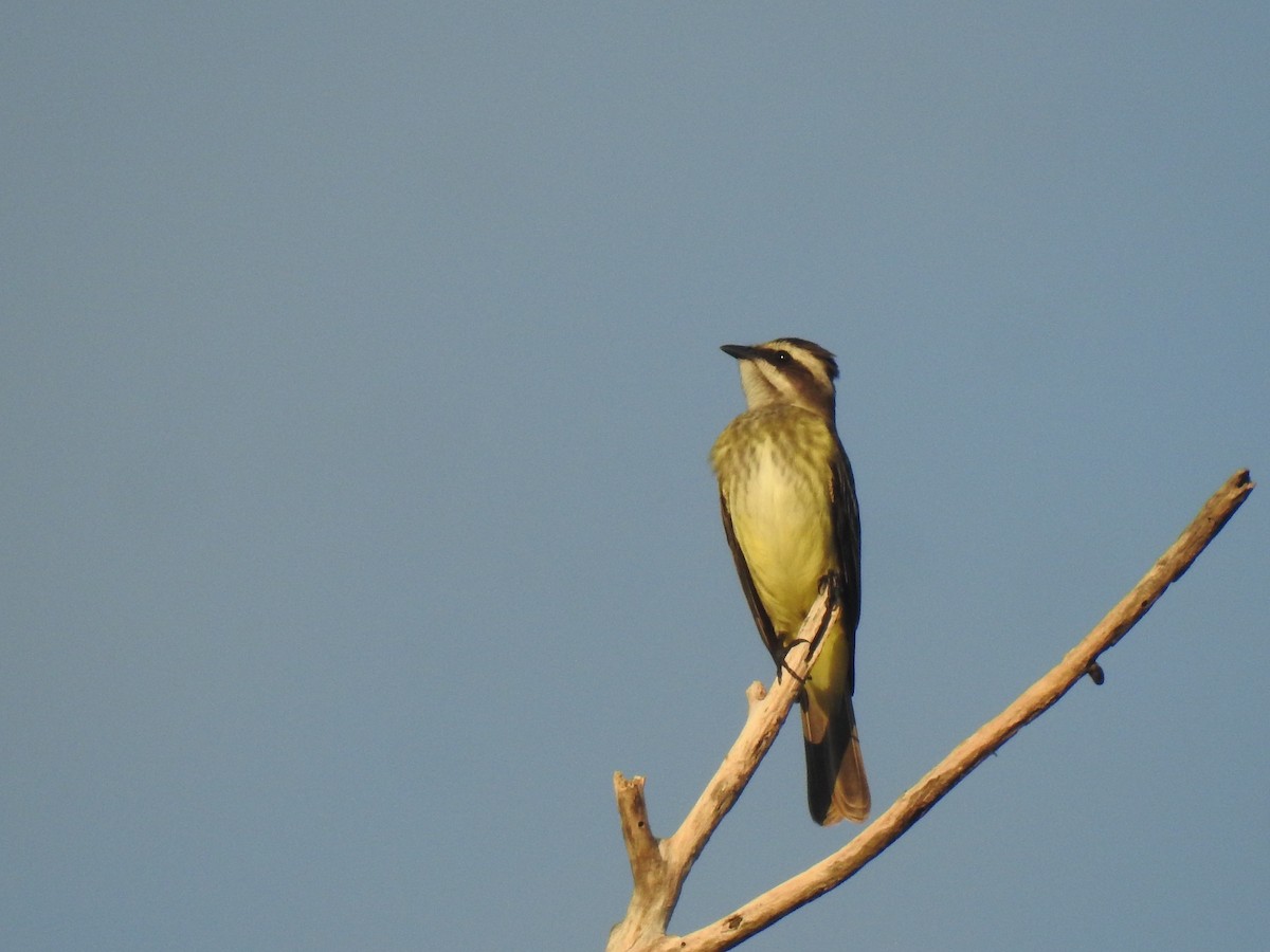 Piratic Flycatcher - ML560771351