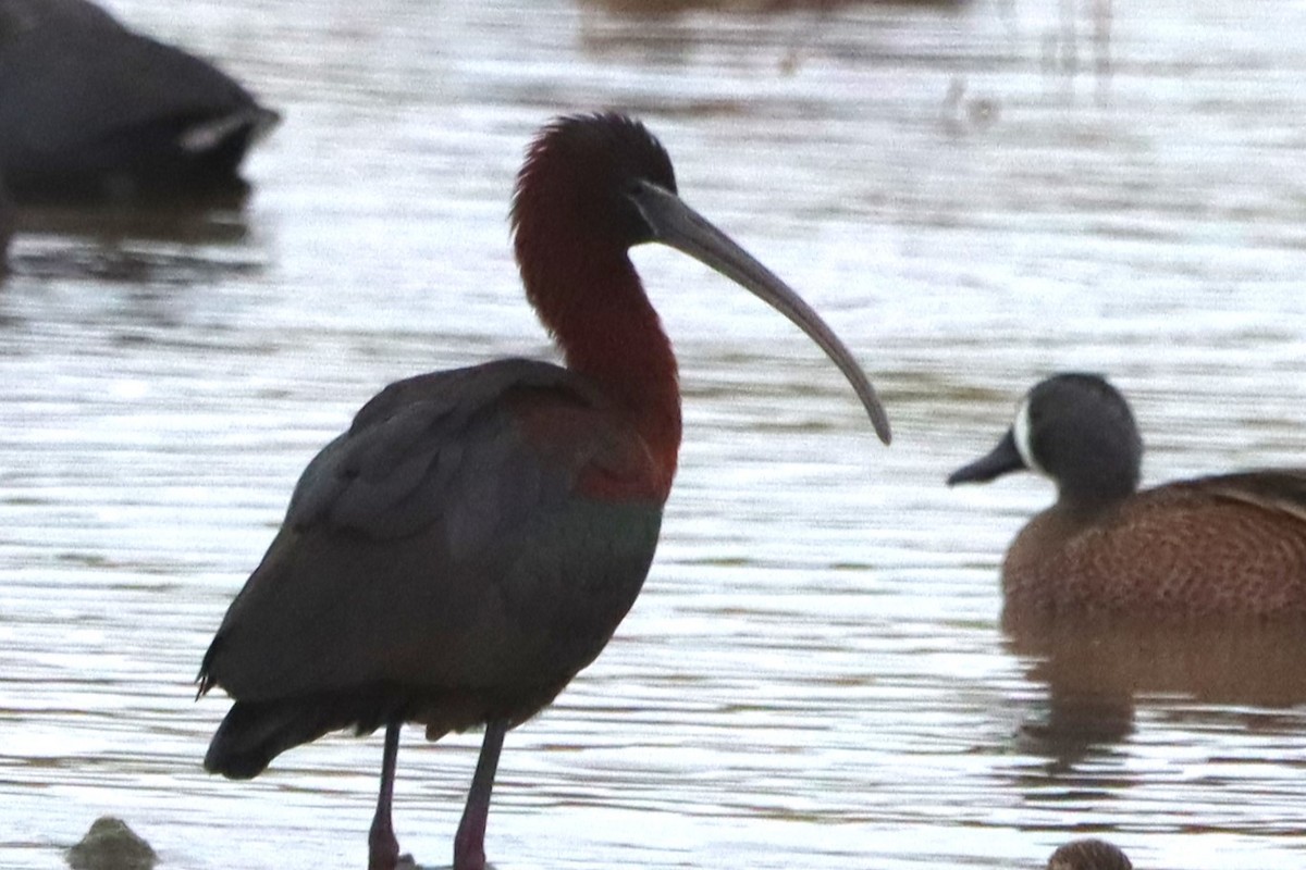 ibis hnědý - ML560772481