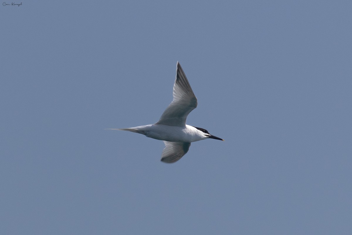 Sandwich Tern - ML560772641