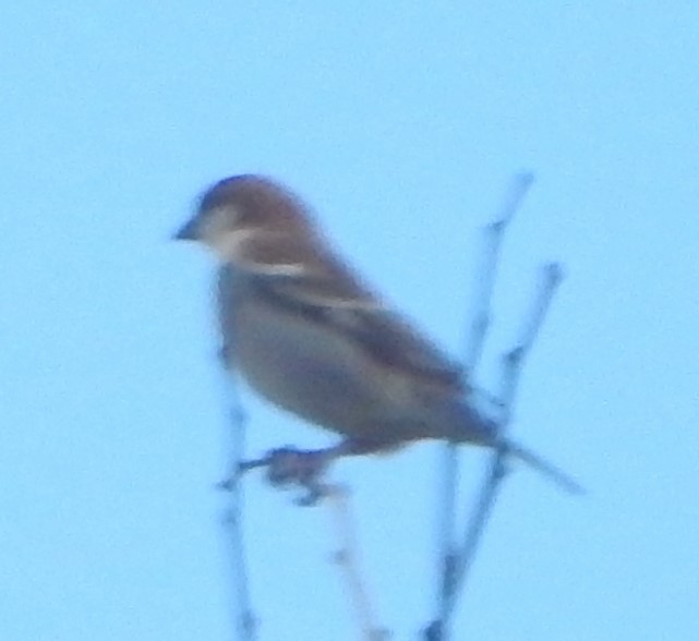 Russet Sparrow - ML560772901