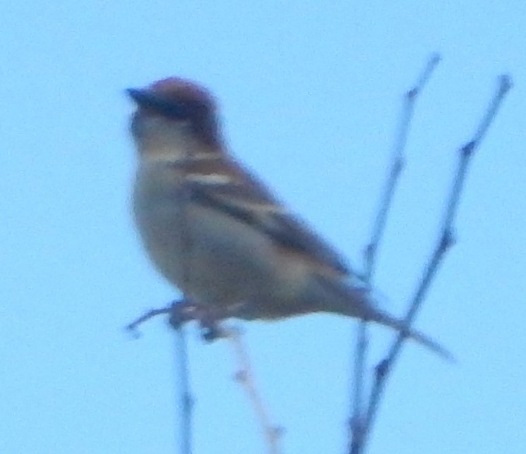 Russet Sparrow - ML560772911