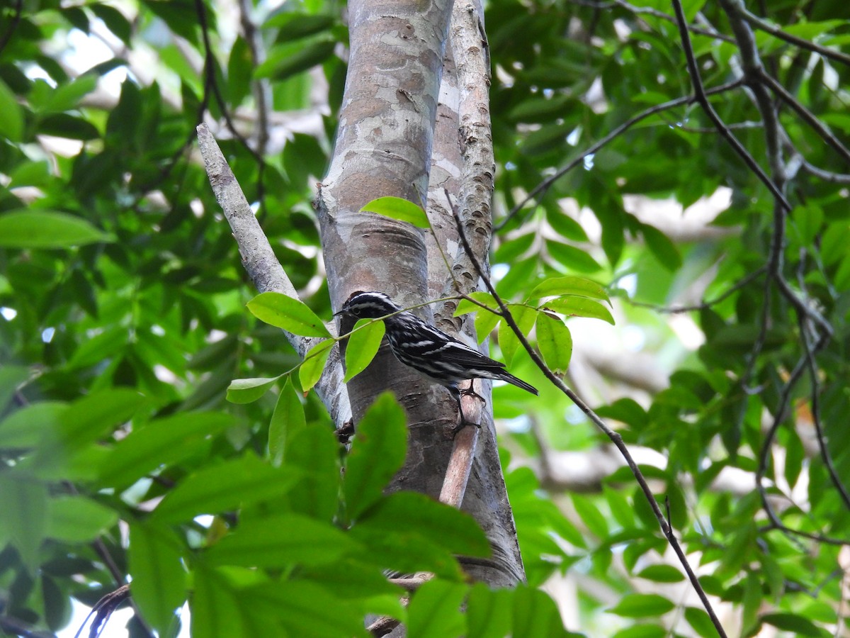 Black-and-white Warbler - ML560774391