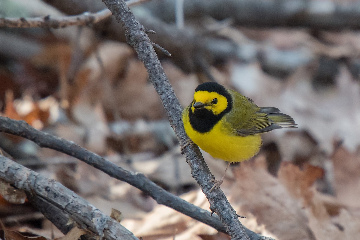 Hooded Warbler - Kevin Couture