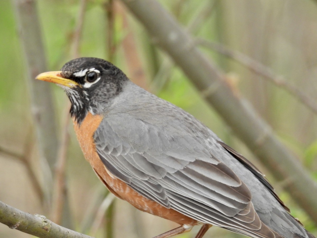 American Robin - ML560776271
