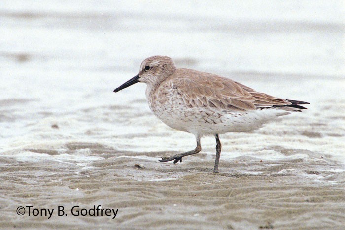 Red Knot - ML56077631