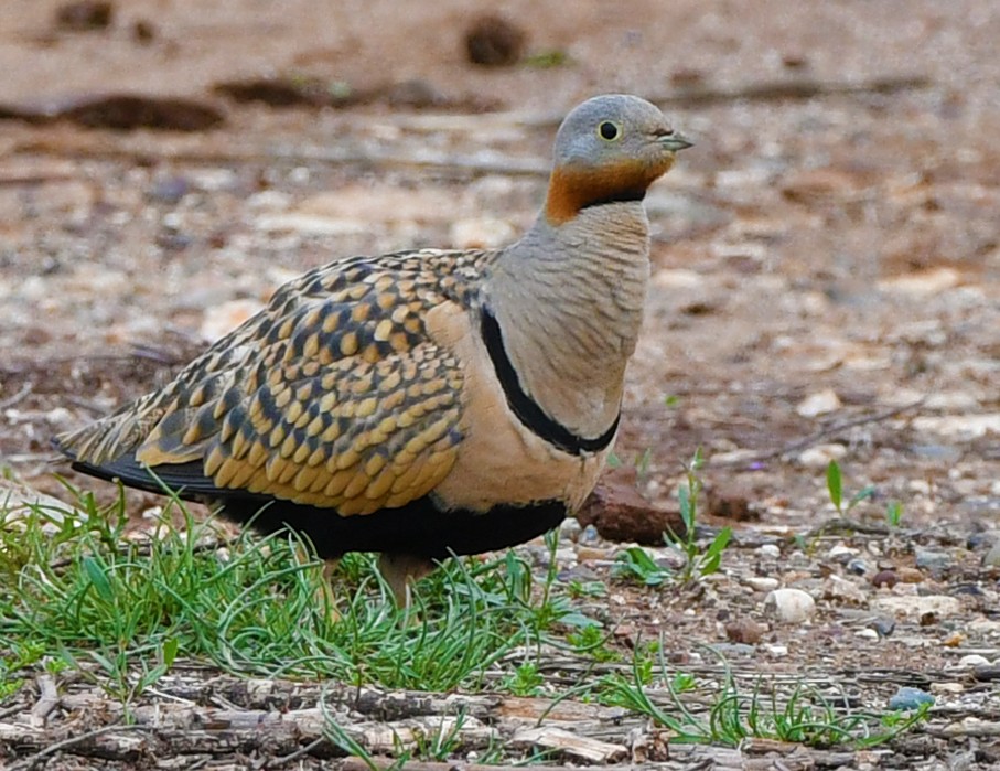 Black-bellied Sandgrouse - Brian Carruthers