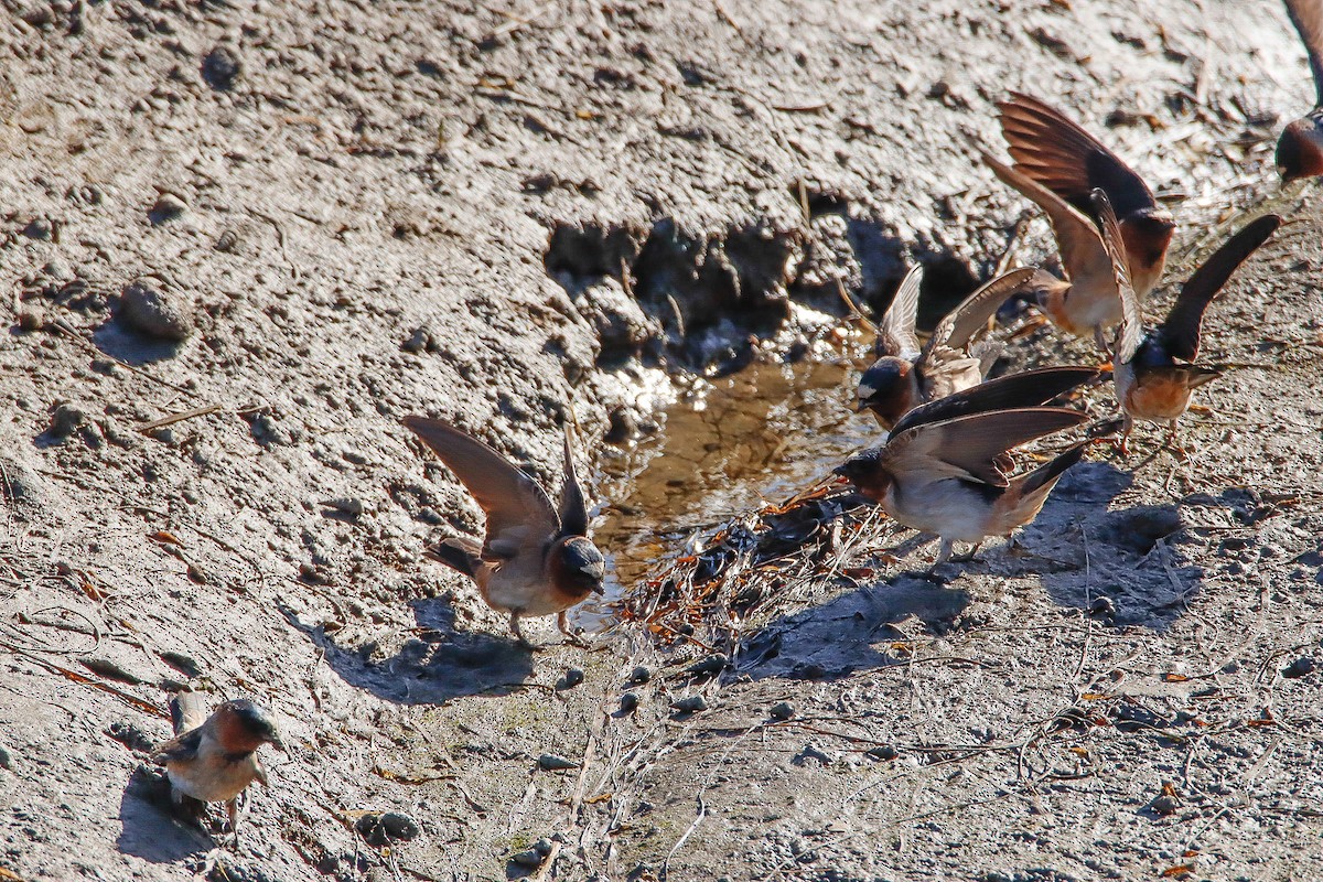 Cliff Swallow - ML560777591