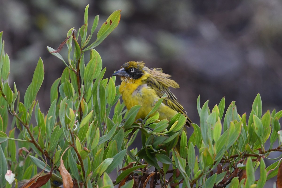 Baglafecht Weaver - ML560778801