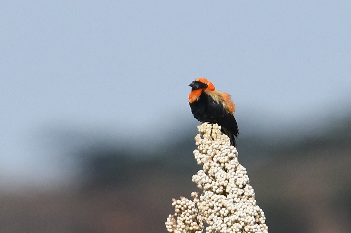 Black-winged Bishop - ML560778871