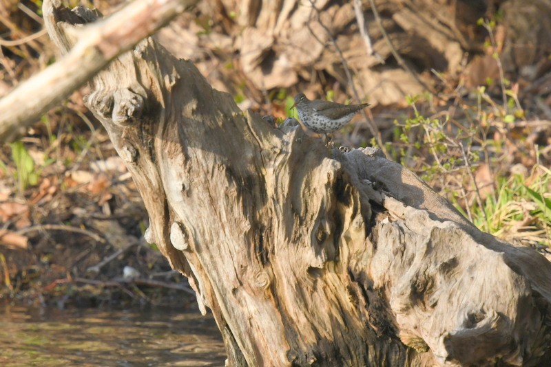 Spotted Sandpiper - ML560778991