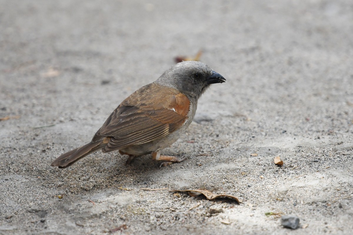 Swainson's Sparrow - ML560779041