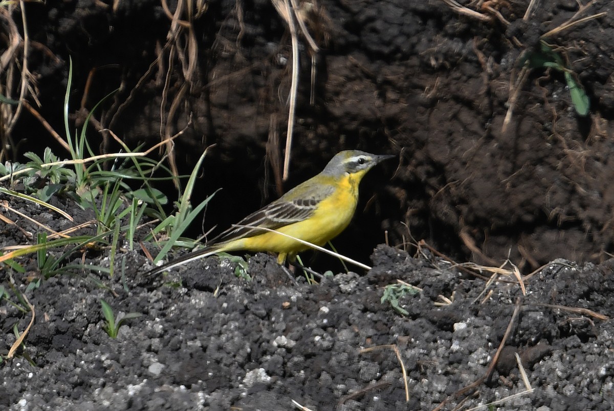 Western Yellow Wagtail (flava/beema) - ML560779091