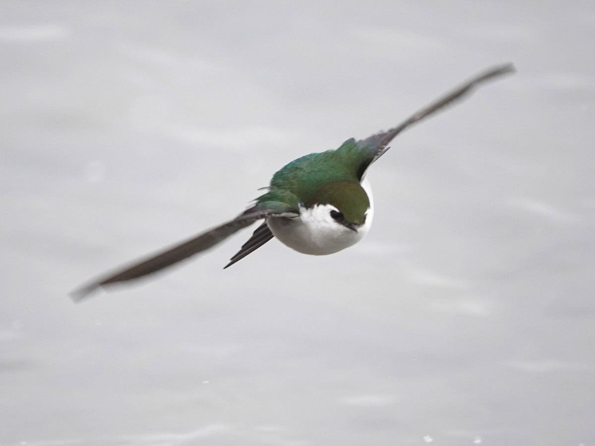 Violet-green Swallow - Liz Soria