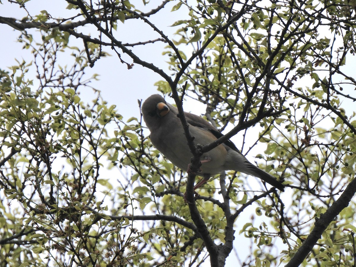 Yellow-billed Grosbeak - Young Gul Kim