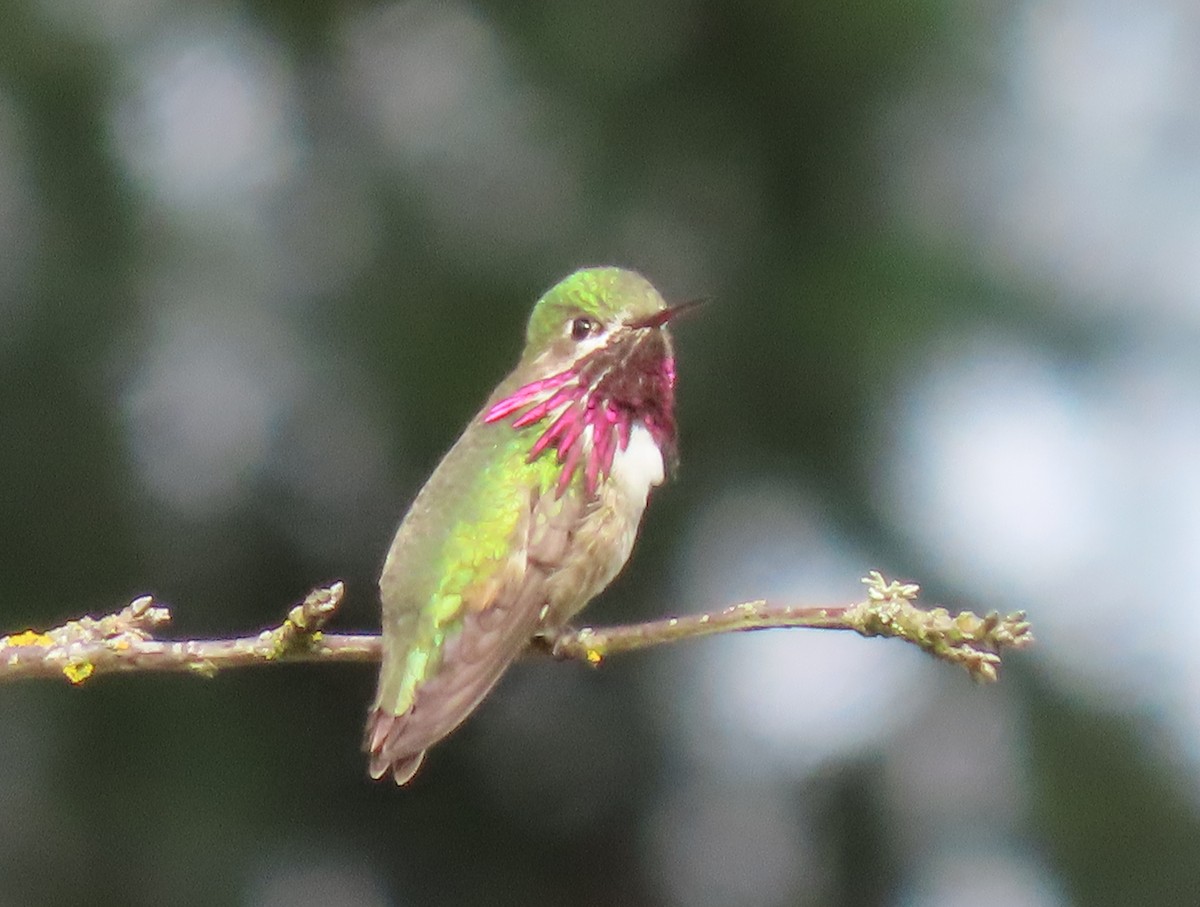 Calliope Hummingbird - ML560782101