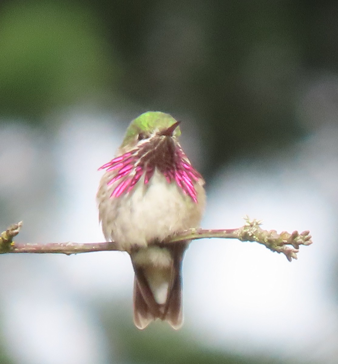 Calliope Hummingbird - ML560782161
