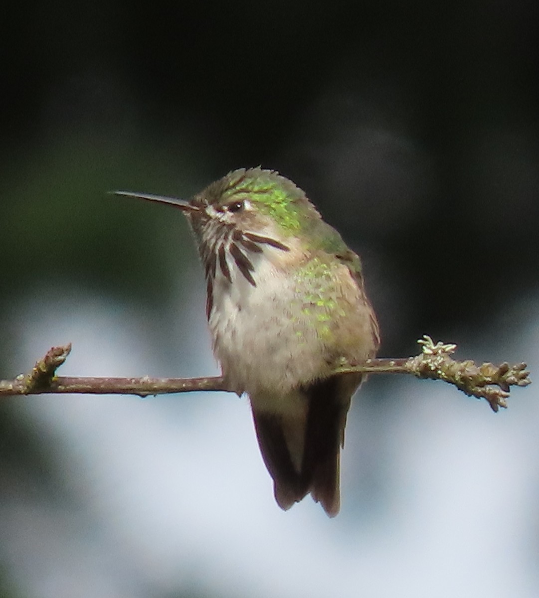 Calliope Hummingbird - ML560782211