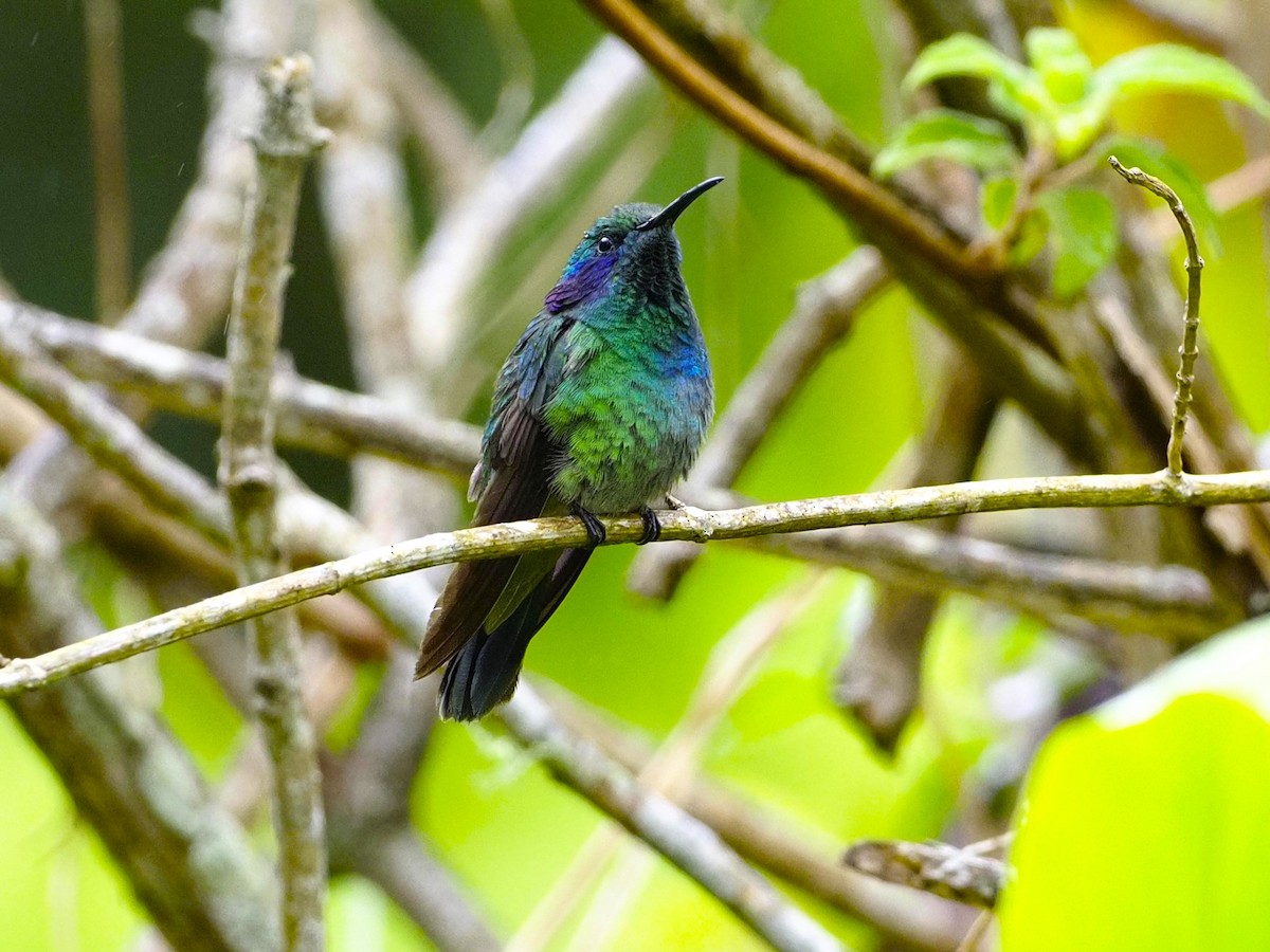 Lesser Violetear - ML560782441