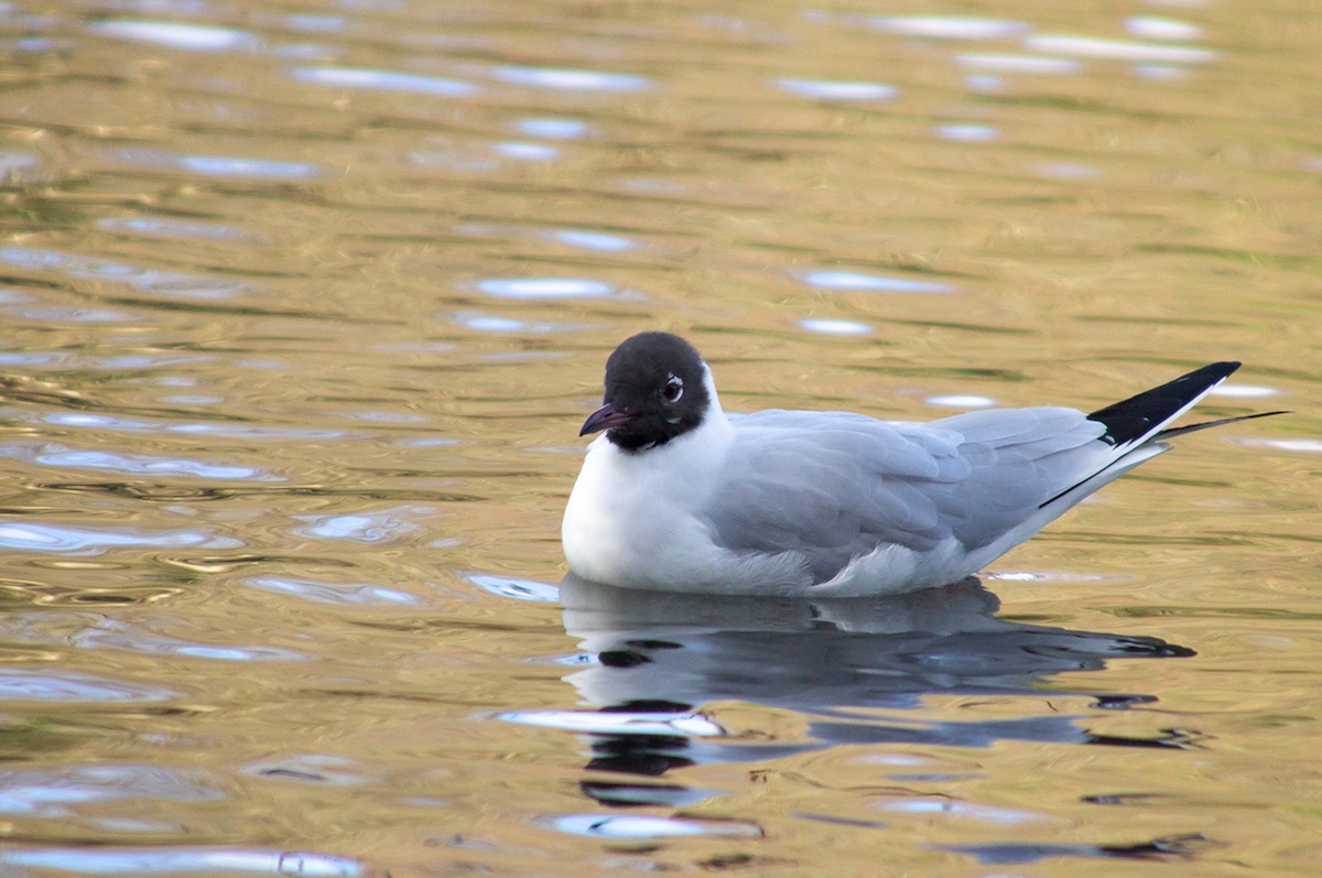 Black-headed Gull - ML560782471