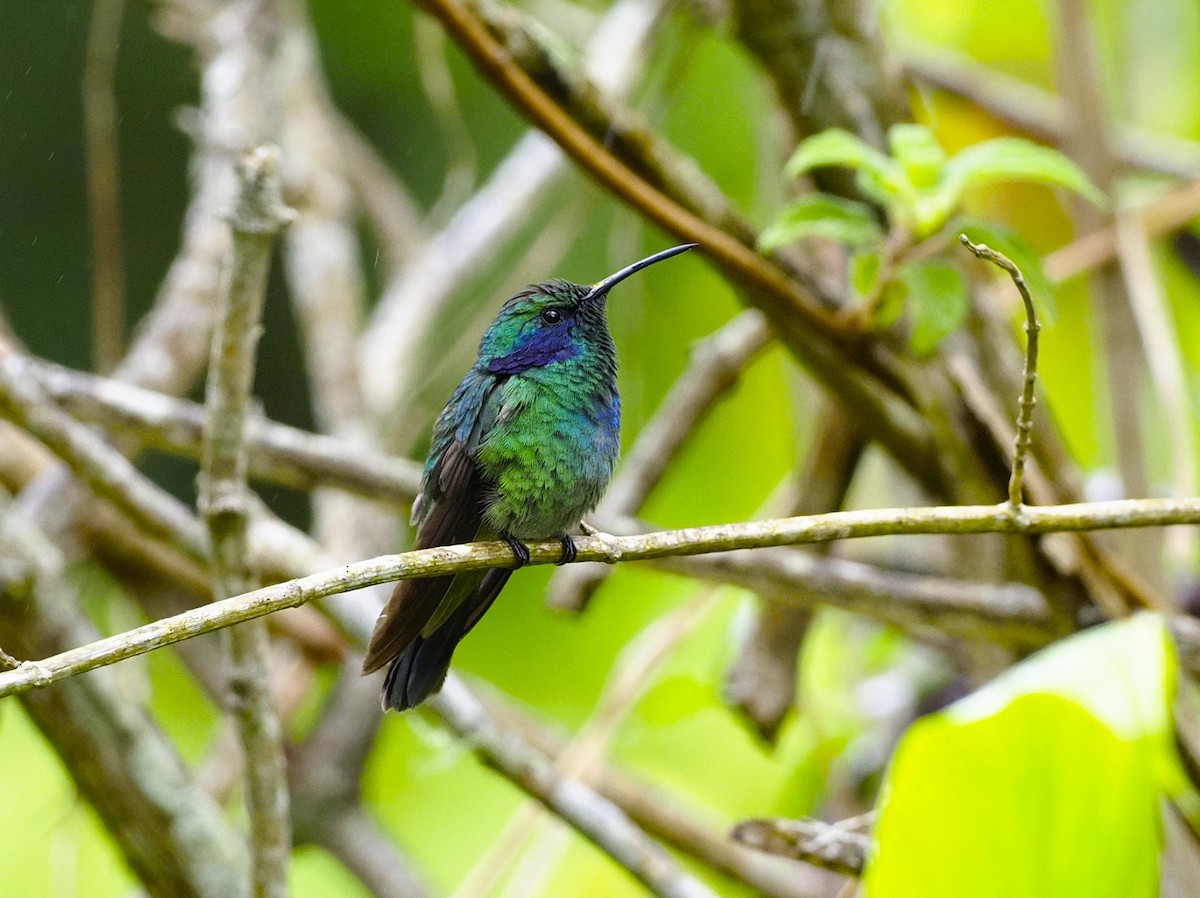 Lesser Violetear - ML560782691