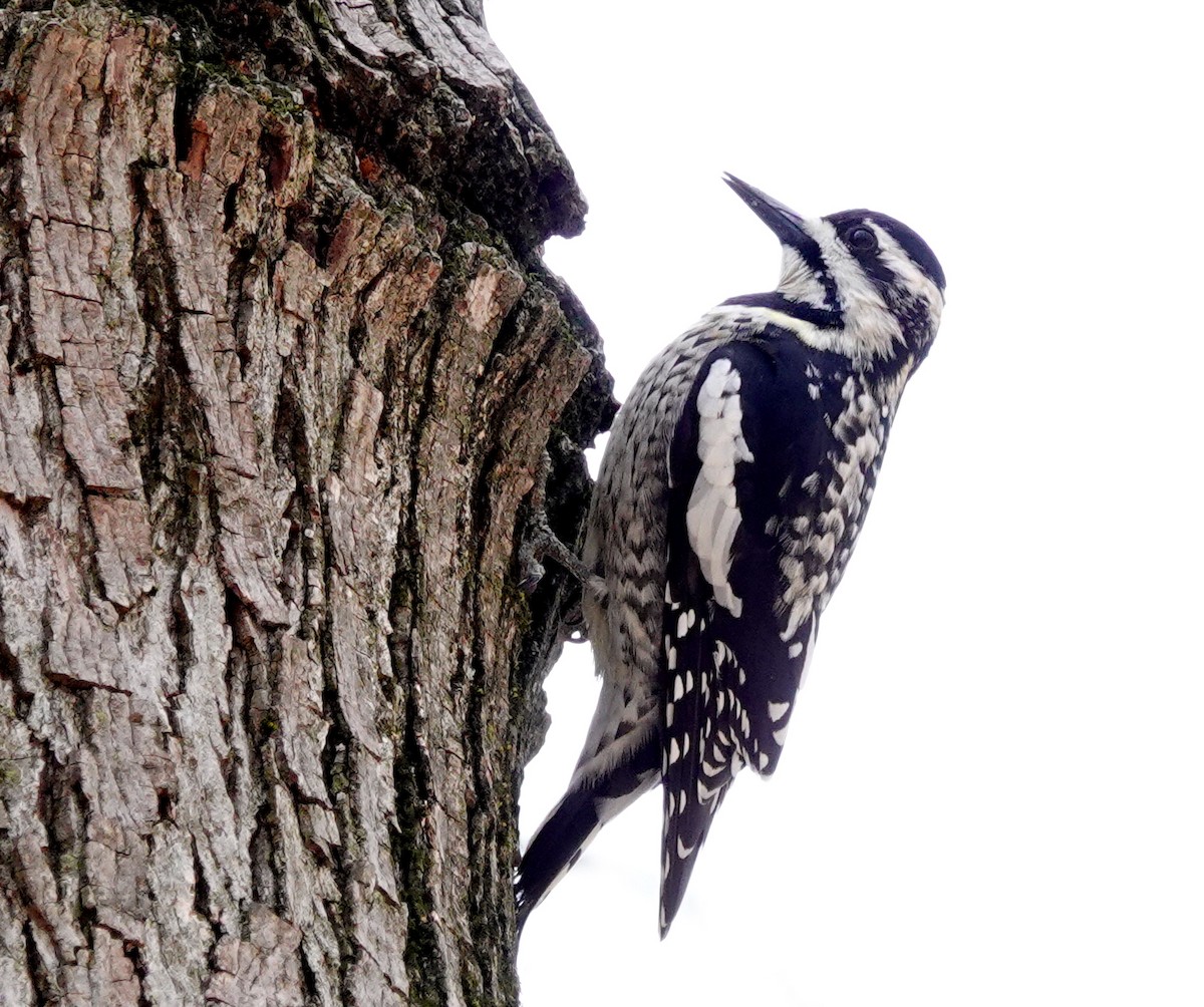 Yellow-bellied Sapsucker - ML560783531