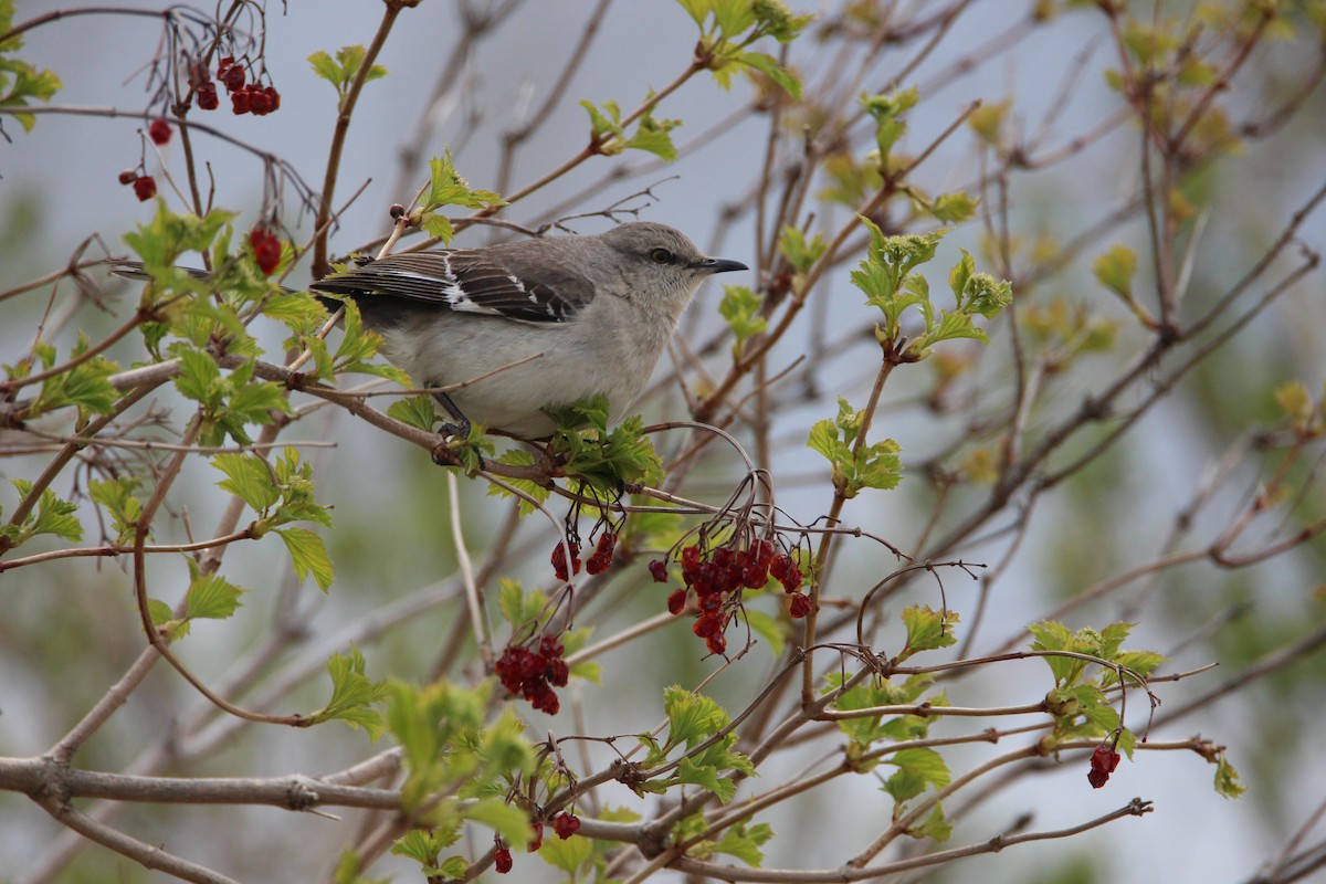 Northern Mockingbird - ML560783781