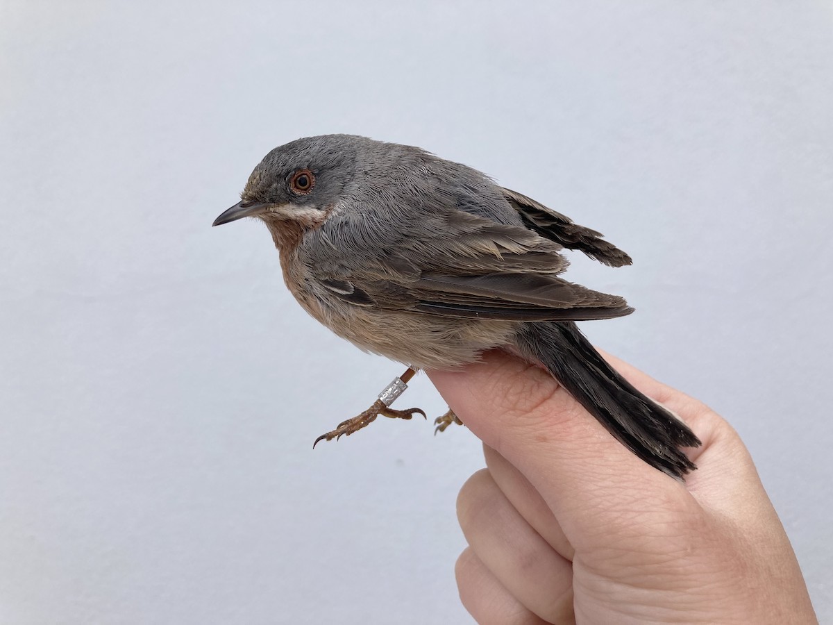 Eastern Subalpine Warbler - ML560784051